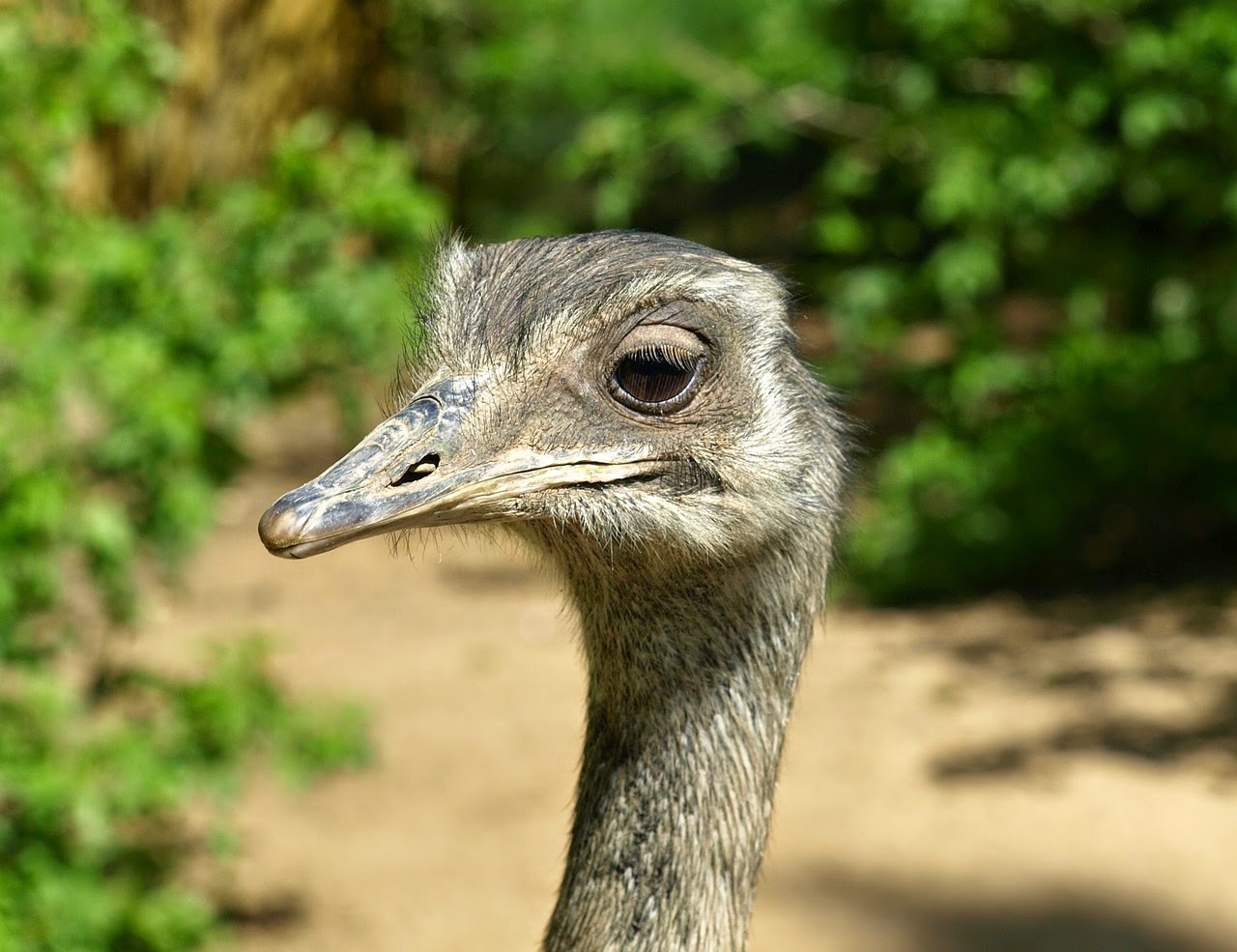 vogel head wallpaper vogel head wallpaper