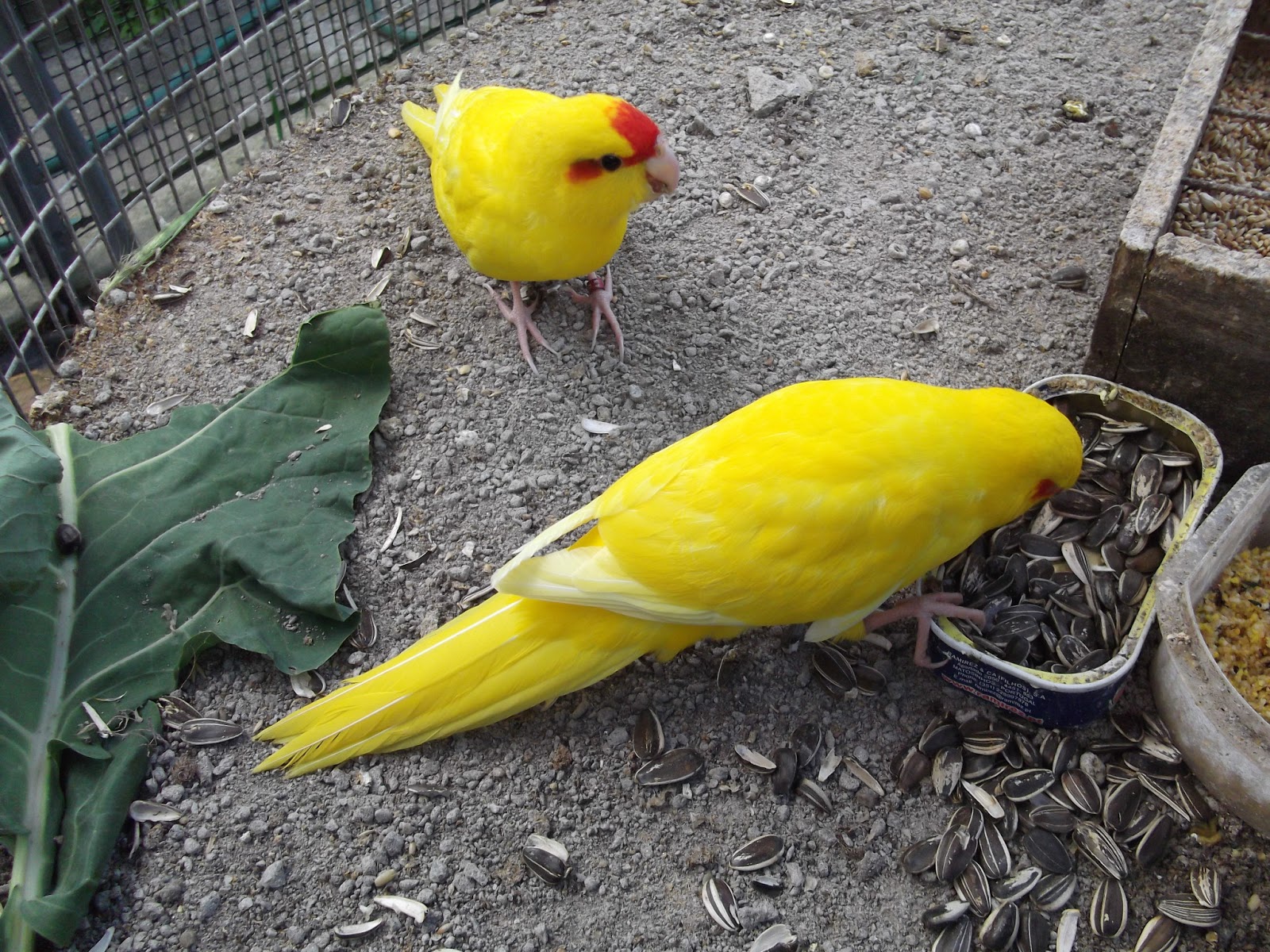 As aves do Alves Kakarikis