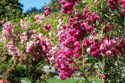 [Image: thanh-pho-day-hoa-cua-dat-nuoc-tuyet-dep-o-canada-2.jpg]