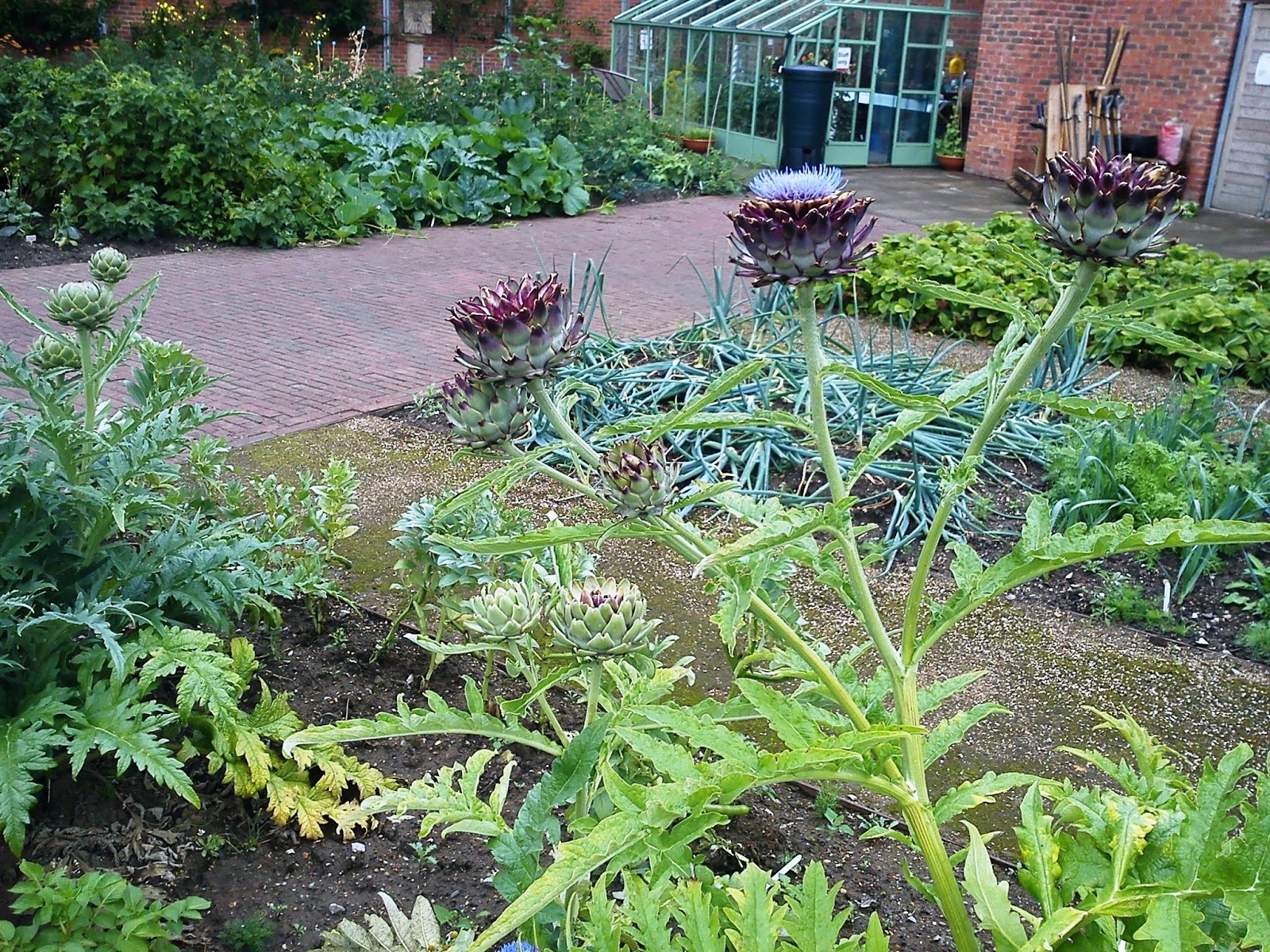 EDIBLE PLANTS WITHIN CLIFTON PARK WALLED GARDEN, ROTHERHAM GARDENER'S