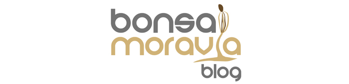 Bonsai Moravia Blog