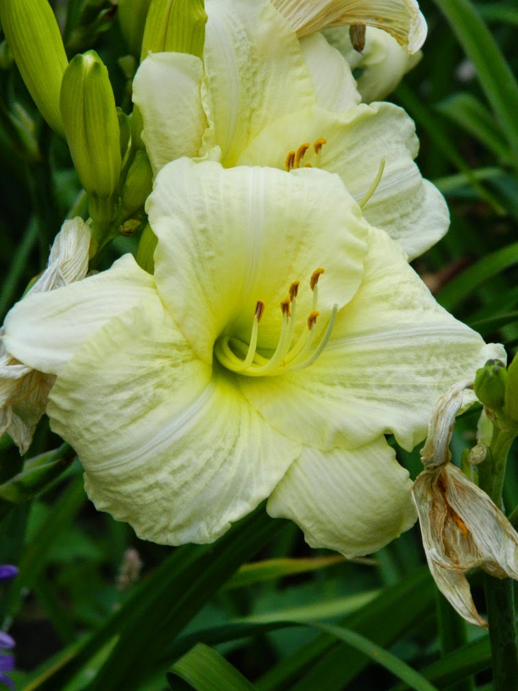 Joan Senior Hemerocallis daylily by garden muses-not another Toronto gardening blog Joan Senior Hemerocallis daylily by garden muses-not another Toronto gardening blog
