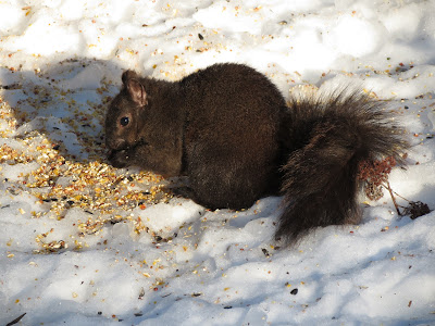 Eastern Grey Squirrel stealing bird seed, Kingston, Canada