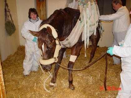 what does ehv-1 do to horses