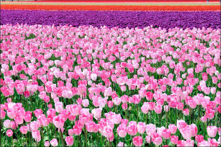 Tulip Garden Seen On www.coolpicturegallery.us Netherland in May Month Seen On www.coolpicturegallery.us