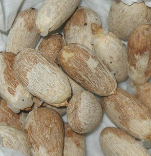 Biji rambutan yang memabukkan Biji rambutan yang memabukkan