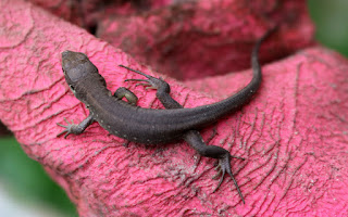 It had a long tail anyway It had a long tail anyway