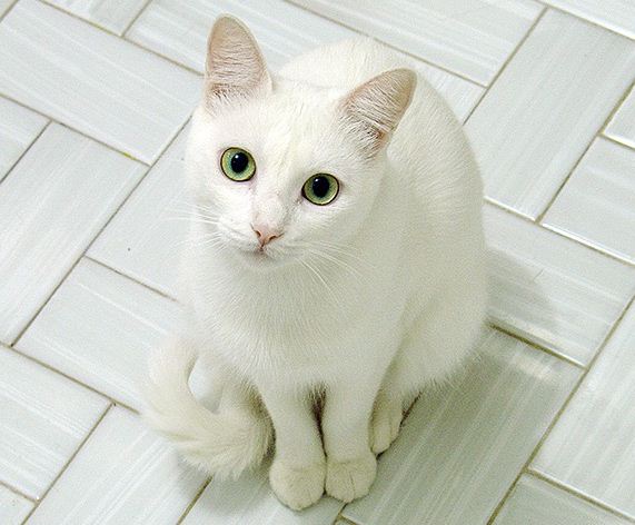funny white cat