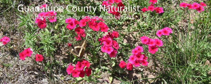 Guadalupe County Naturalist