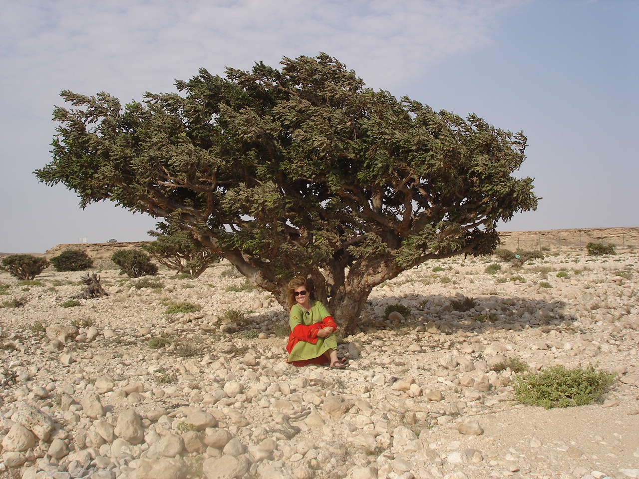 Repotting and Growing Instructions for your Frankincense
