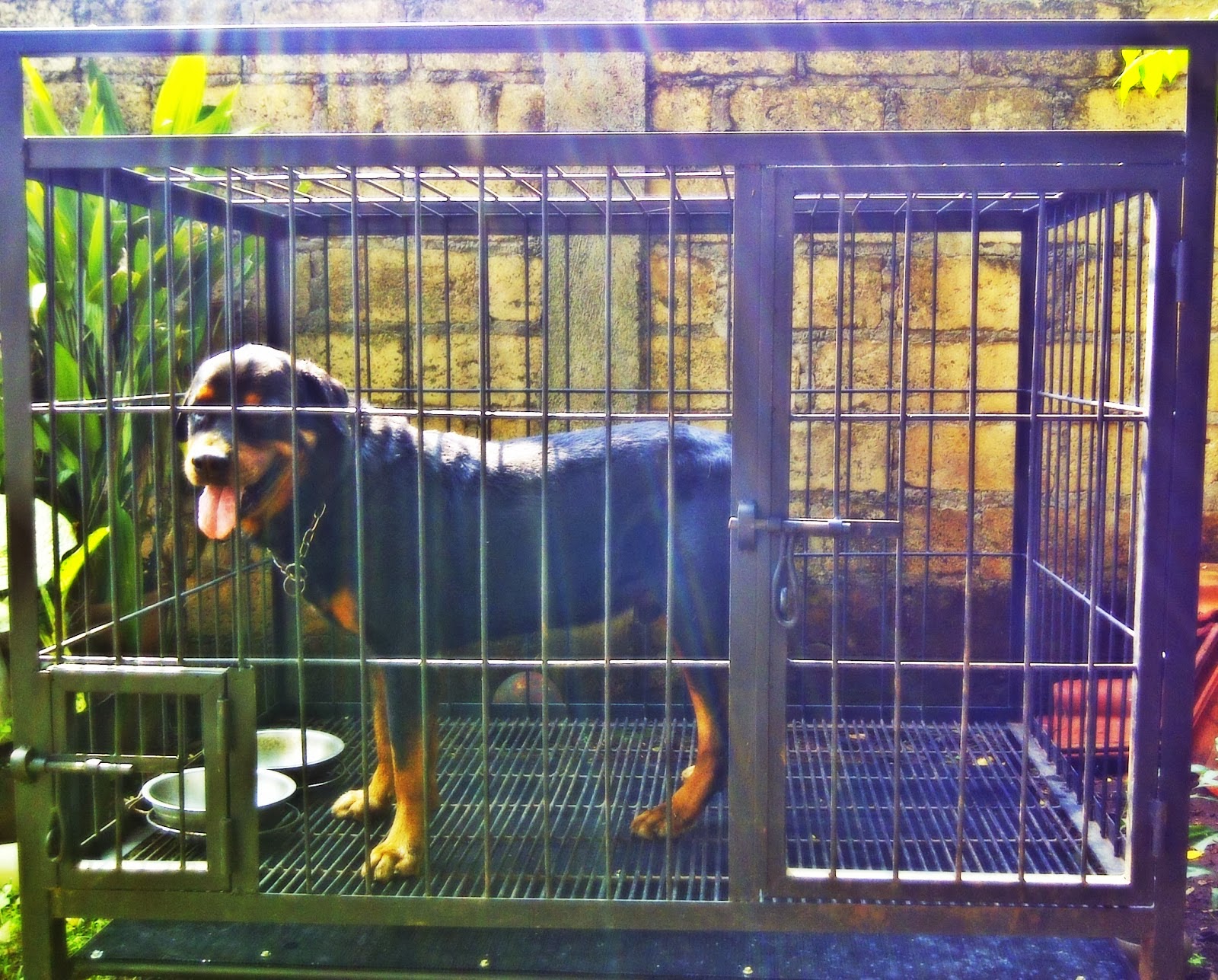 Membersihkan kandang anjing | Jual Peralatan , Perlengkapan , dan