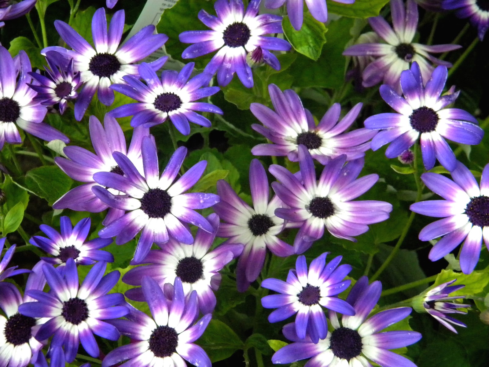 Blue Daisy Violet Daisies spring flowers Public Domain Clip Art Photos