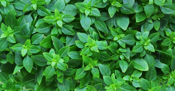 basil benefits urdu tulsi ke faide in hindi tulsi leaves gulab phool design