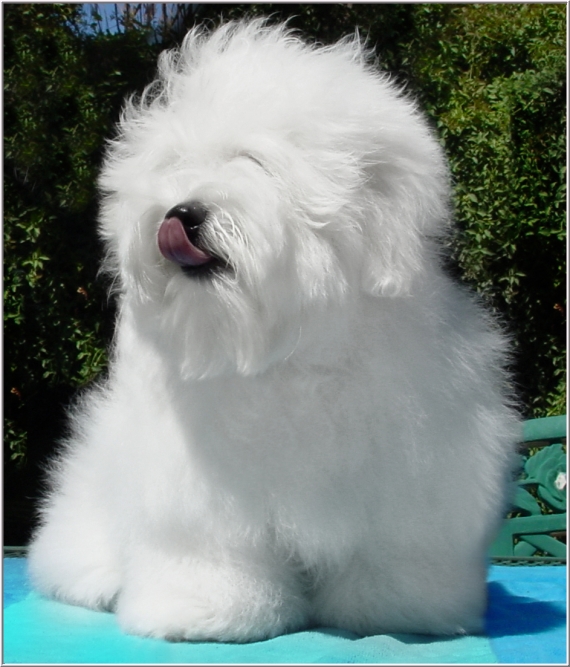 Simply Grand June 2012 Coton de Tulear puppies, Coton de Tulear