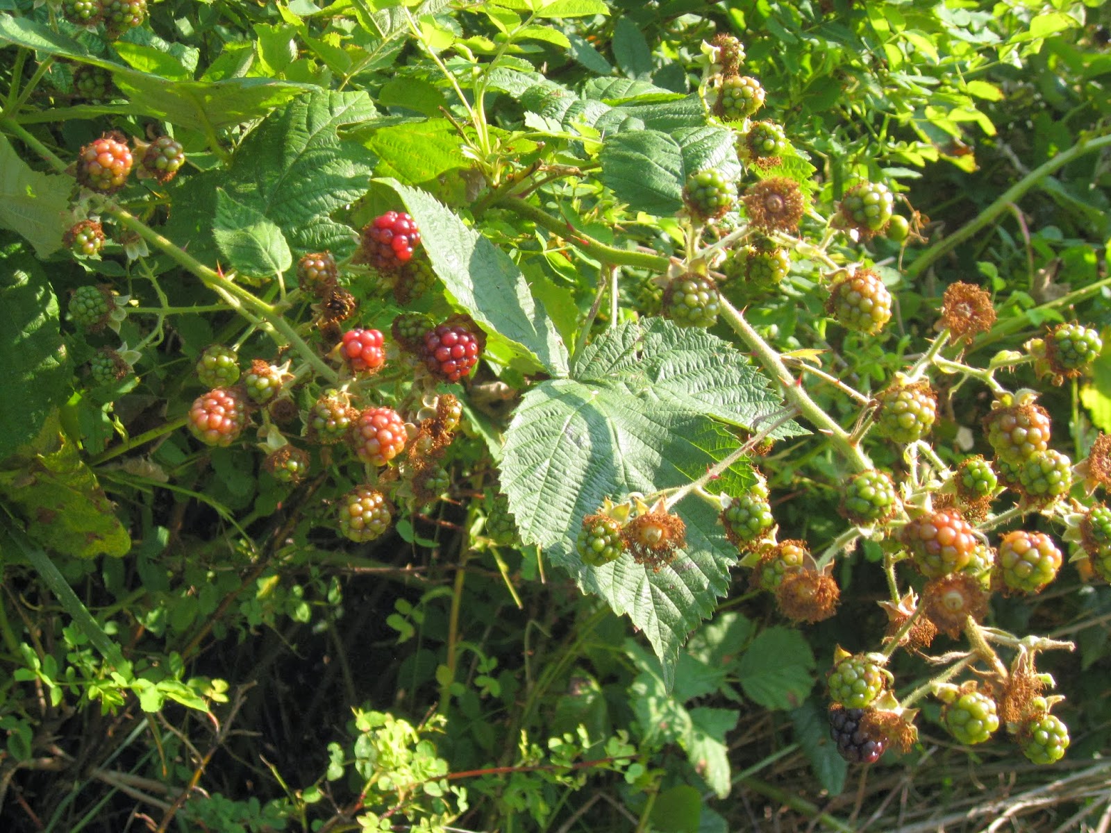 Blackberries on the vine