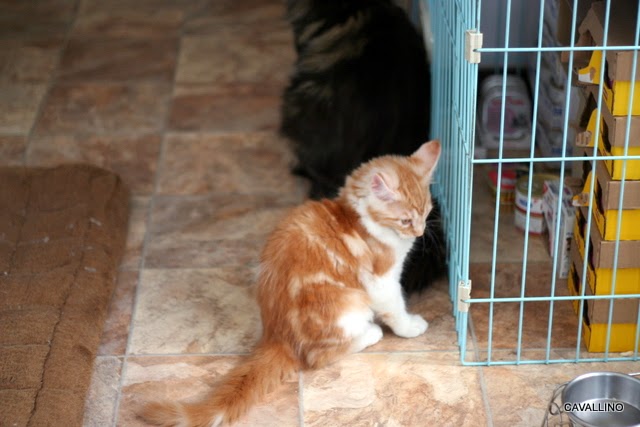 Cavallino 猫 ねこ ネコ びびり克服講座 くじらさんの場合