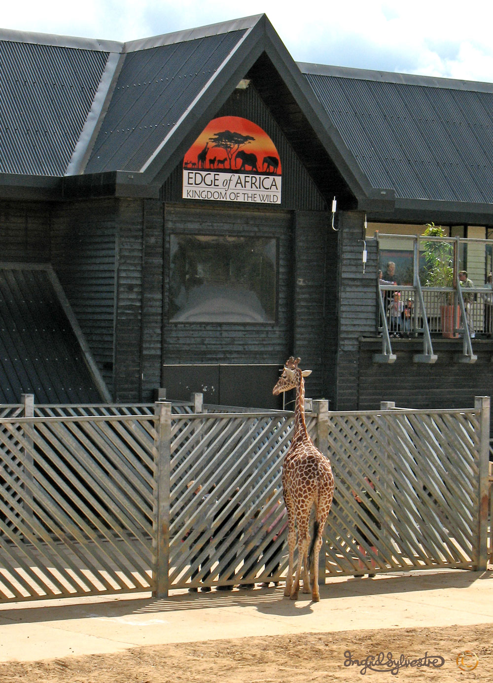 Sylvan Muse Stand Tall for Giraffes at Colchester Zoo!