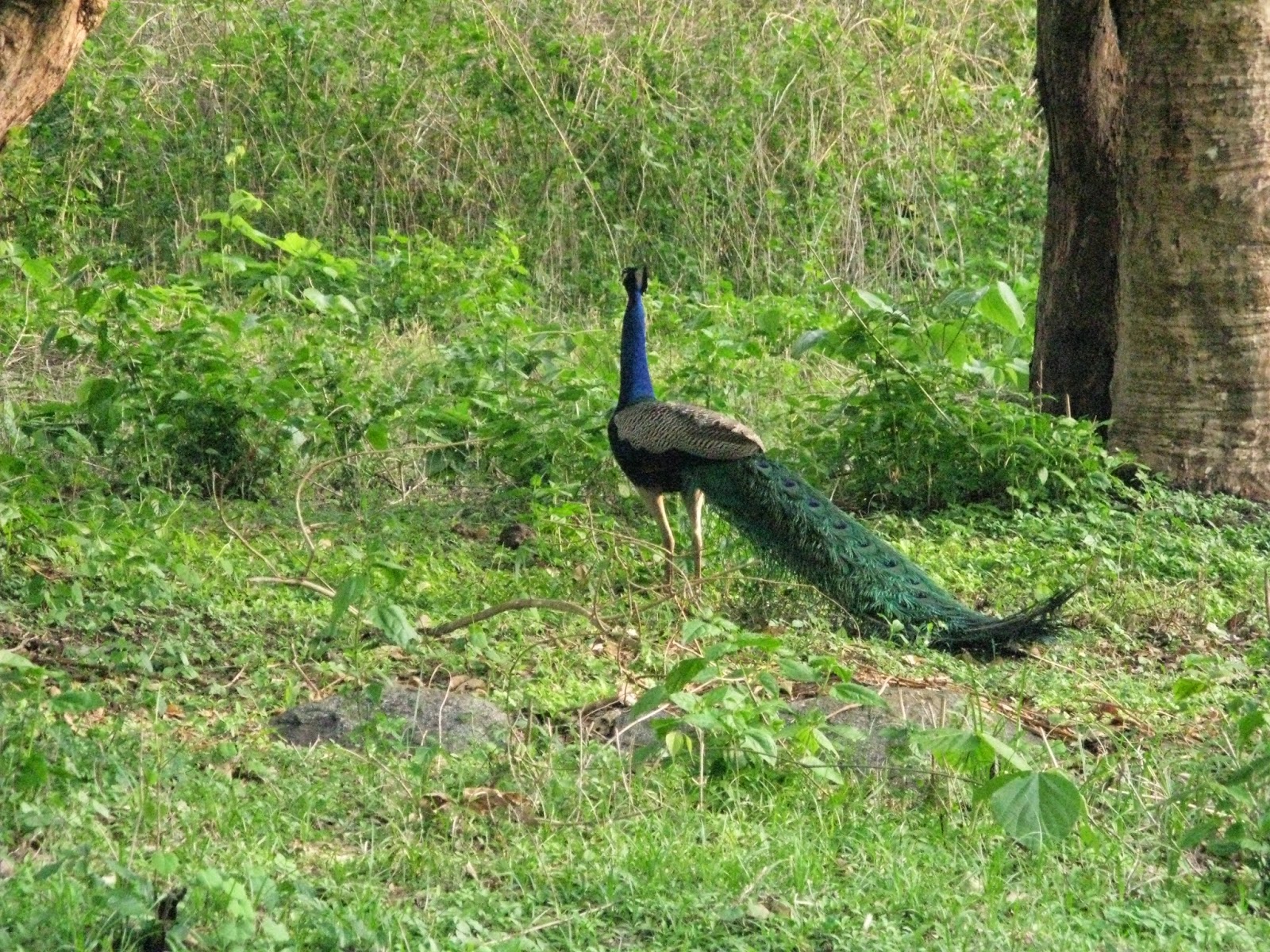 Mudumalai Wildlife Sanctuary and National Park