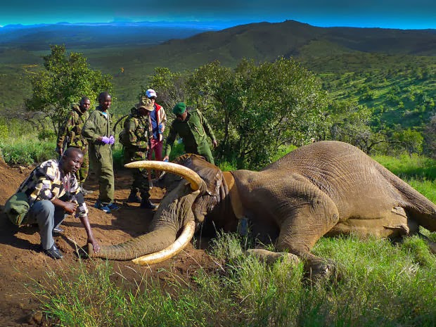 http://4.bp.blogspot.com/-ES7OJbdHpOU/Uoya4tg3ZuI/AAAAAAAAAYg/oURQr7dITBY/s1600/1_kenya_elephant_mountain_bull_FB_620x465.jpg