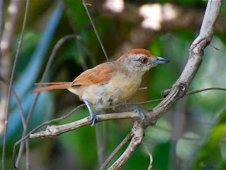 Rufous-Winged Antshrike Female