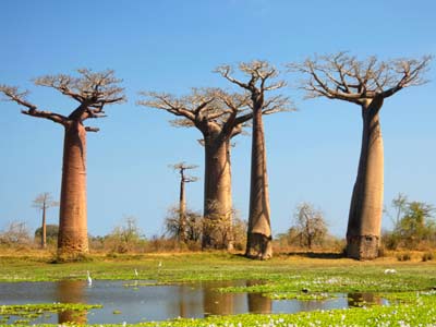 Il Mio Madagascar Natura E Bellezza Madagascar