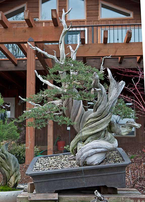 Walter's Travelogues Bonsai in Oregon Ryan Neil