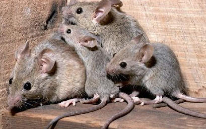 MURCIELAGOS PLAGA murcielagos plaga:
