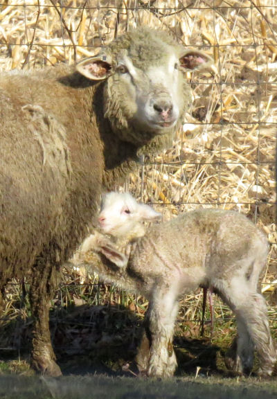 lambs
