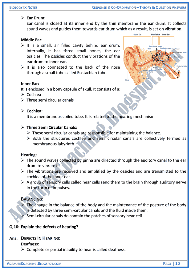 response-and-coordination-theory-notes-and-question-answers-biology-notes-for-class-9th