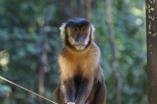Macaco-Prego - CENP