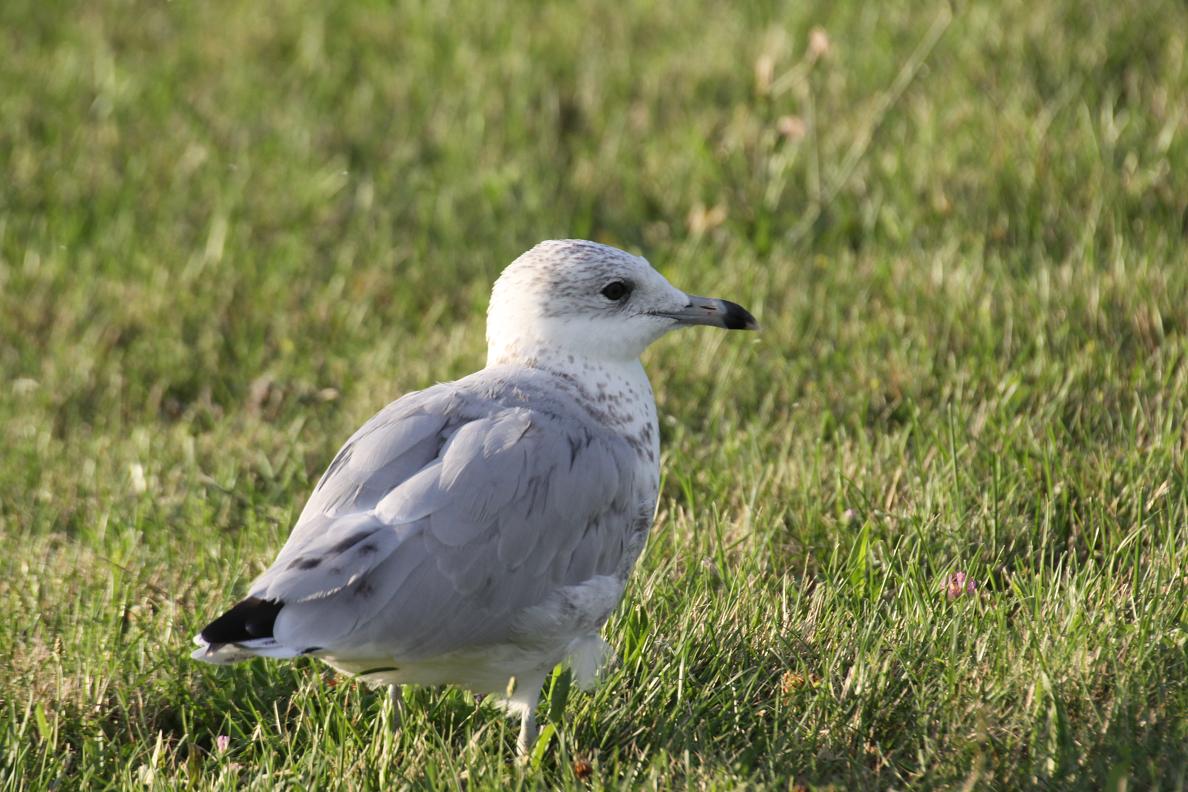 Michigan Exposures Seagulls