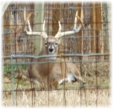 Farm Deer