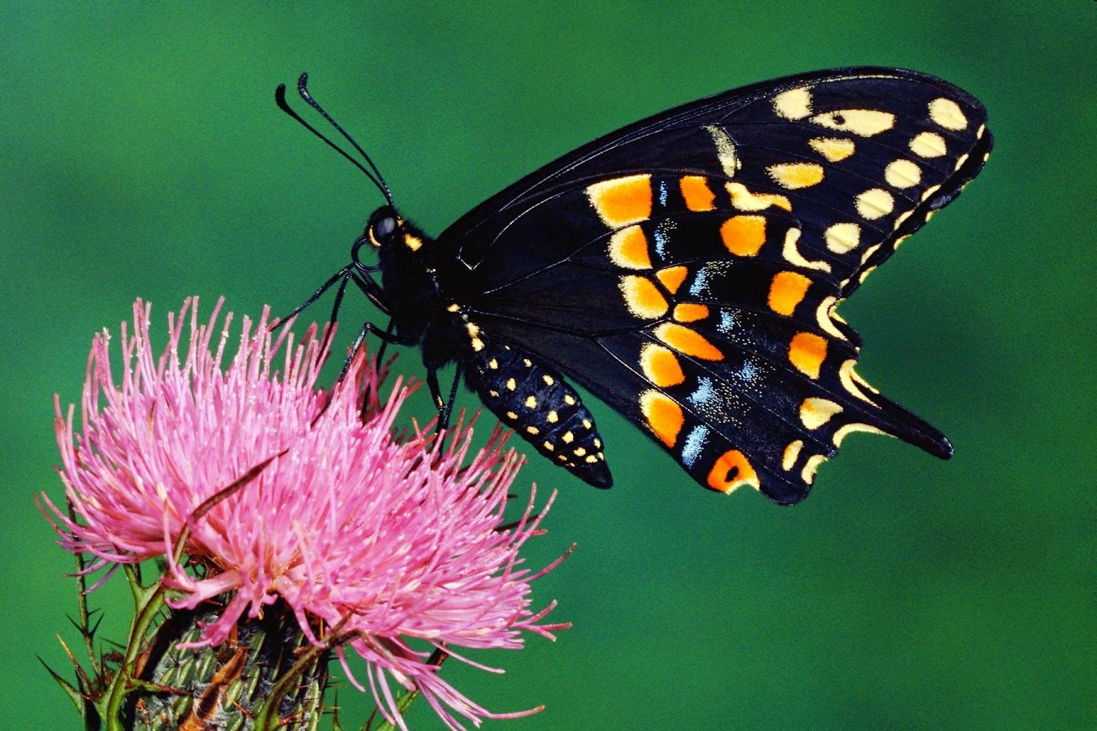 Butterfly 73: Versos a una Mariposa