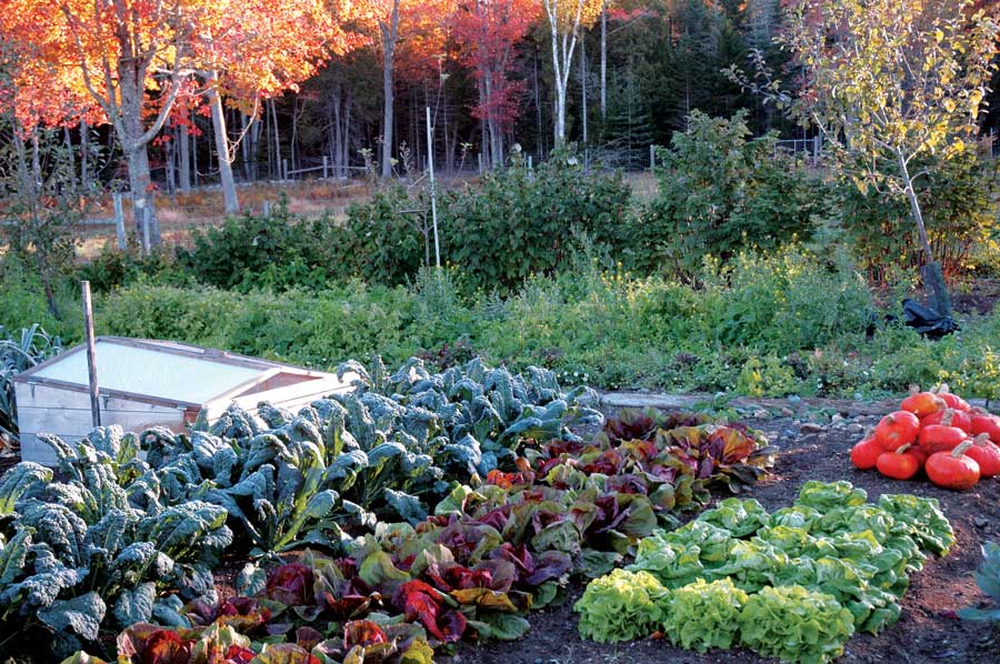 Homestead Revival: Inspiration Friday: Fall Vegetable Gardens!