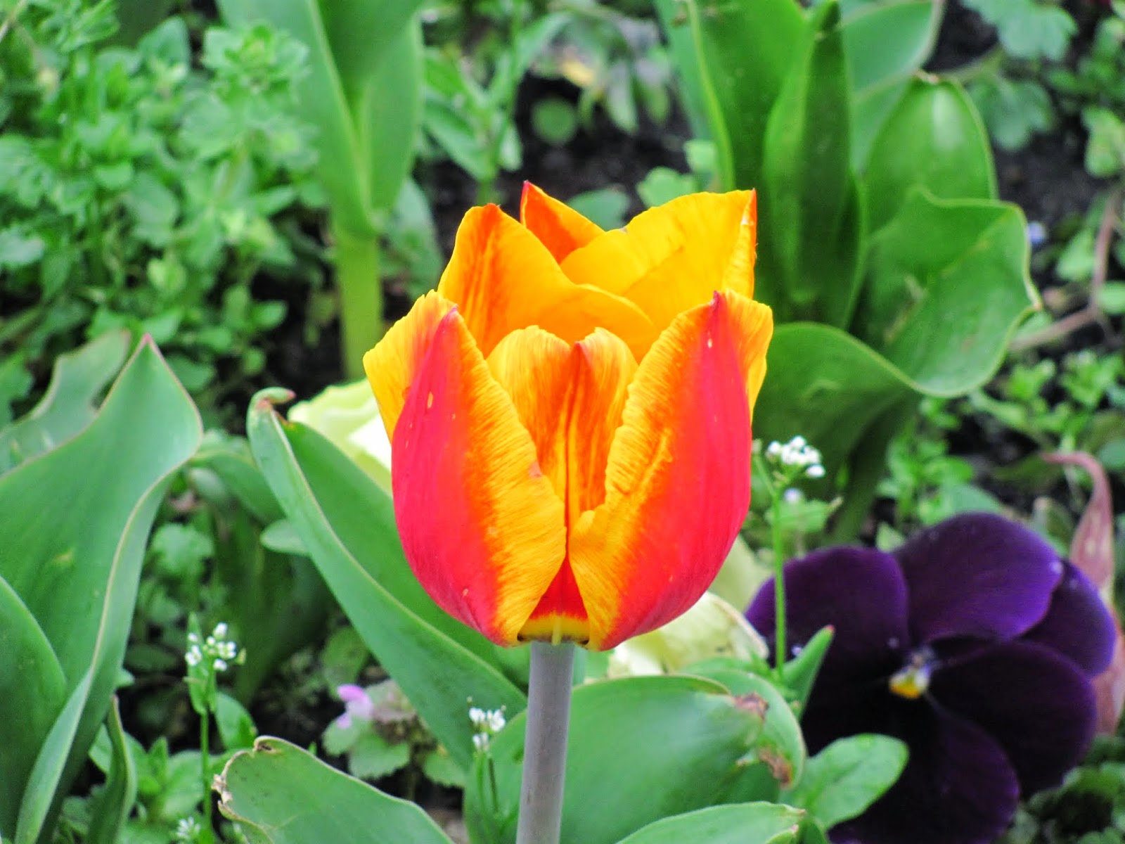 Tulip Closeup Tulip Closeup