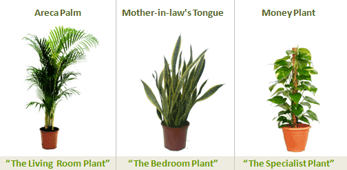 4 Steps Caring for Indoor Plants picture