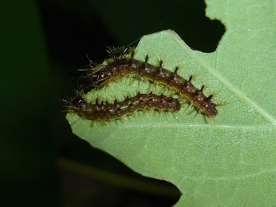 Hylesia praeda caterpillar Hylesia praeda caterpillar
