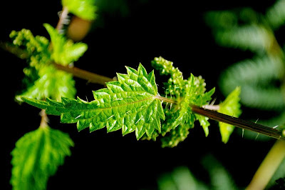 Stinging nettle, Canoe Bay Track - 19th December 2010