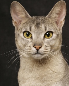 blue abyssinian cat