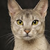 Appearance and Coat colors in Abyssinian Cats