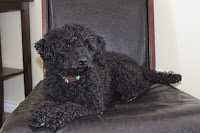 Chico- Black Miniature Poodle