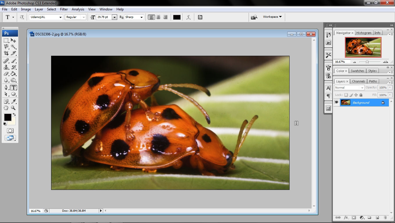 Tutorial Photography : Sharpkan gambar_Adobe Photoshop
