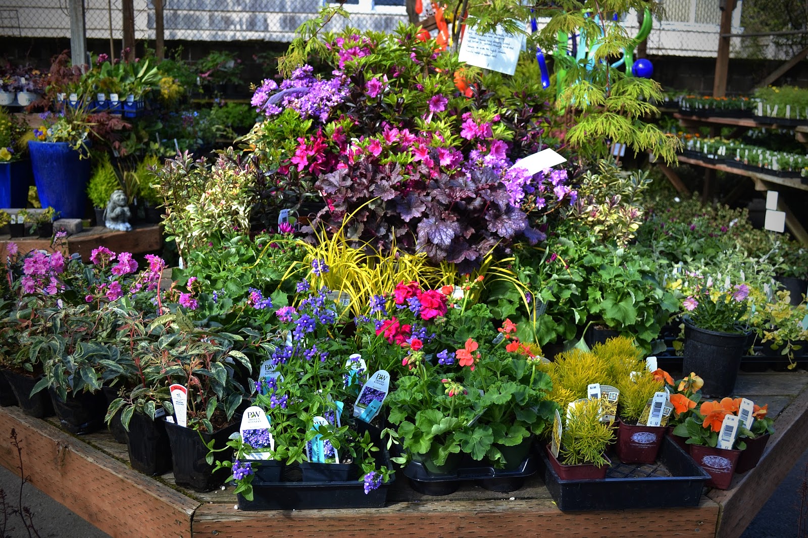 The Outlaw Gardener My First Visit To West Seattle Nursery
