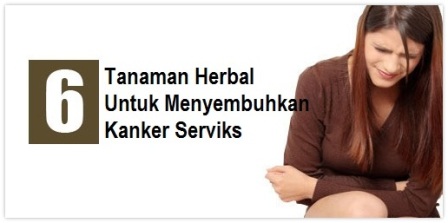  serviks di negara berkembang menyerupai Indonesia cukup bermacam-macam 6 Tanaman Herbal untuk Menyembuhkan Kanker Serviks