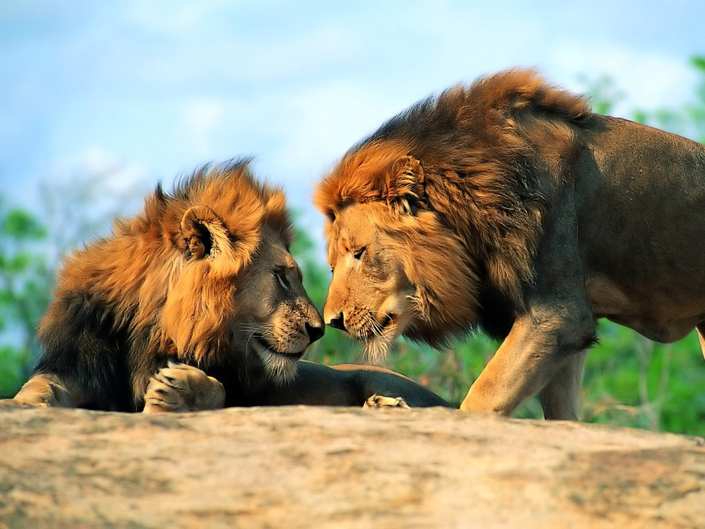 http://4.bp.blogspot.com/-EWKrNeVmmI0/Tj-fx4IzxAI/AAAAAAAAB9Y/893S2PSq9cw/s1600/1156507872_1024x768_martial-tiger-wallpaper.jpg
