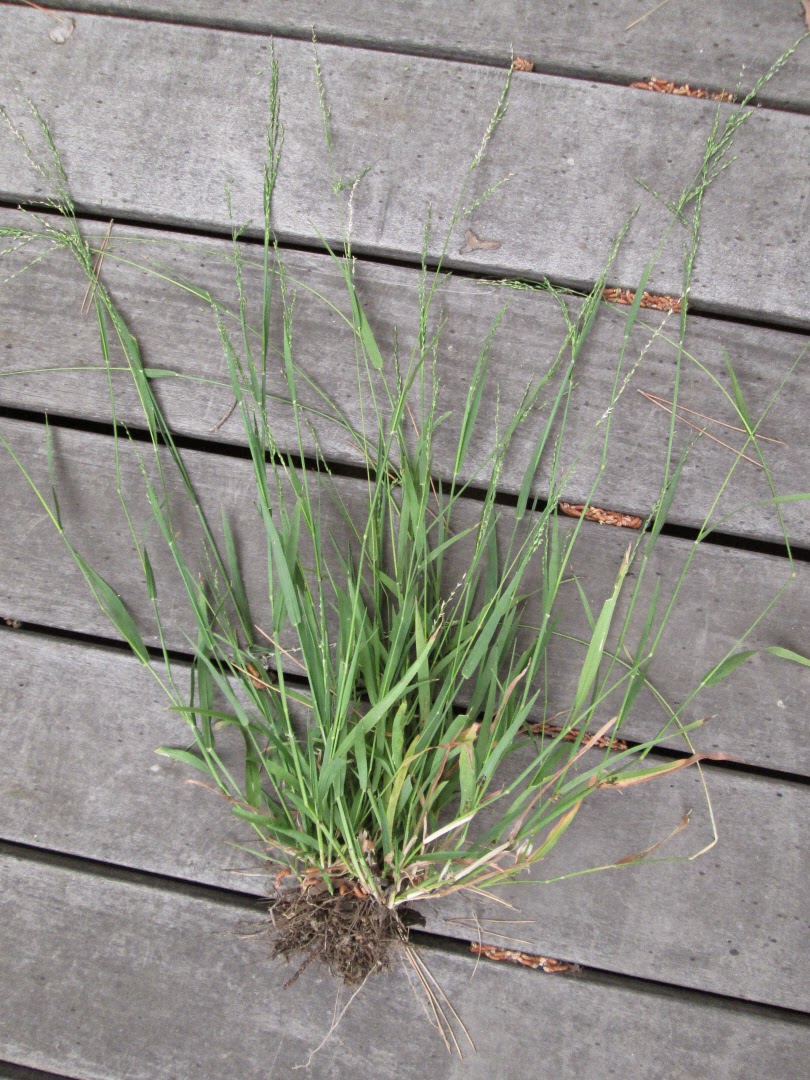 What Grows in Fullerton? Tall fescue