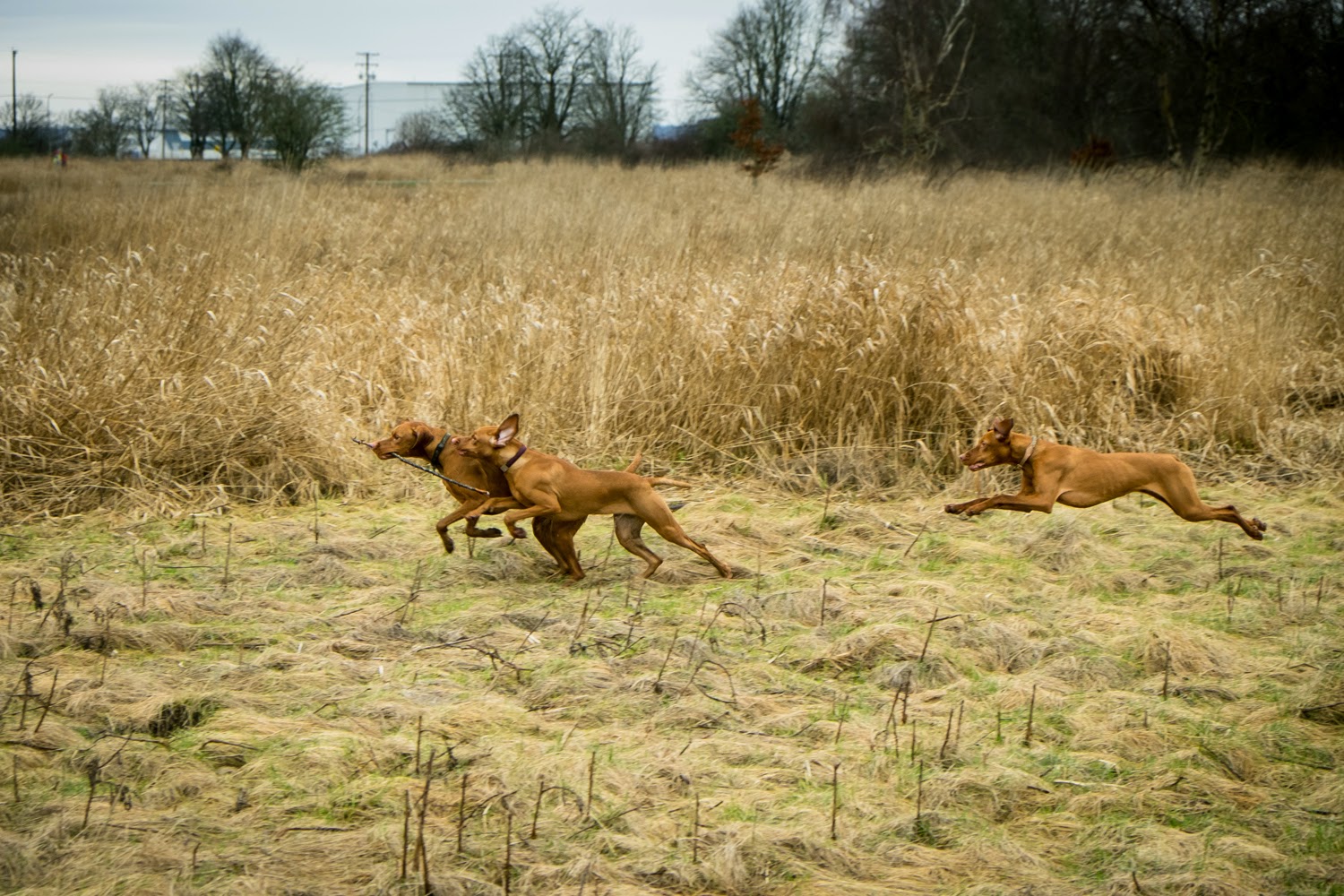 Whiskey Girl --- the Vizsla Puppy: Vancouver Vizsla Meetup ...