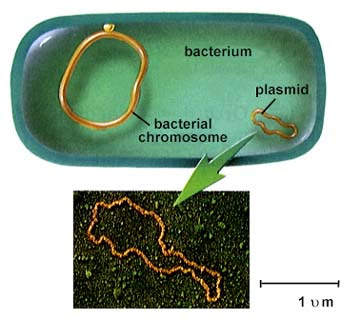 plasmid bacterial extraction prep protocol principle source isolation plasmids