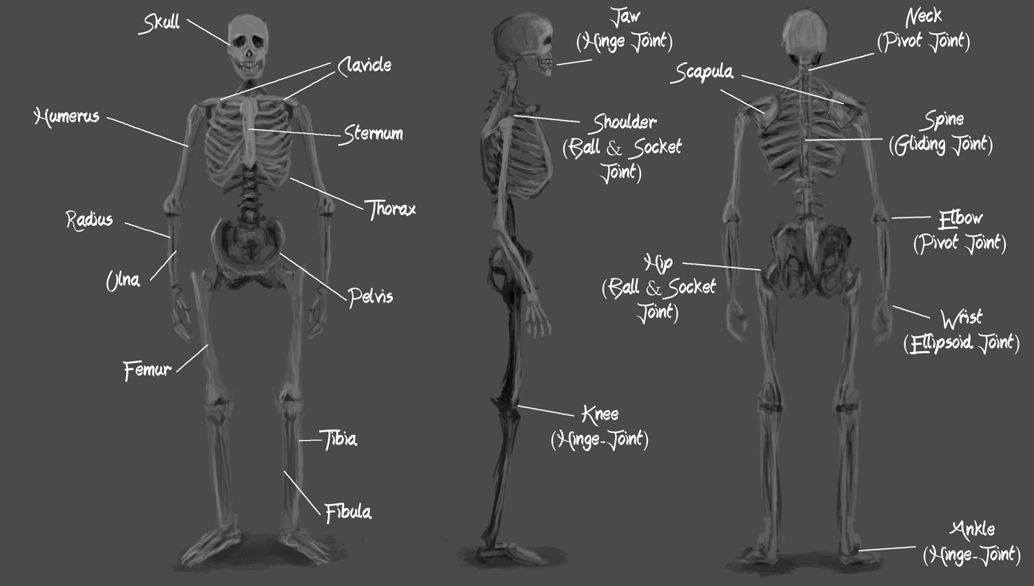 Artwork of Edmund Aubrey: 2d Lesson 20 - Skeleton Anatomy Study