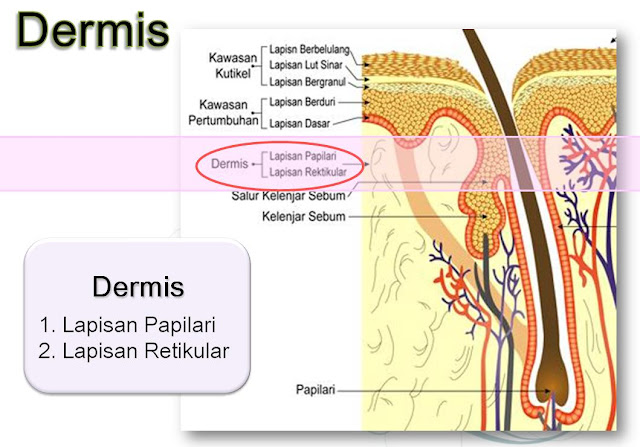bagian-bagiannya. Oke inilah beberapa gambar anatomi fisiologi kulit